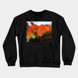 Tropical Elegance: Poinciana Tree Photo Artwork Crewneck Sweatshirt